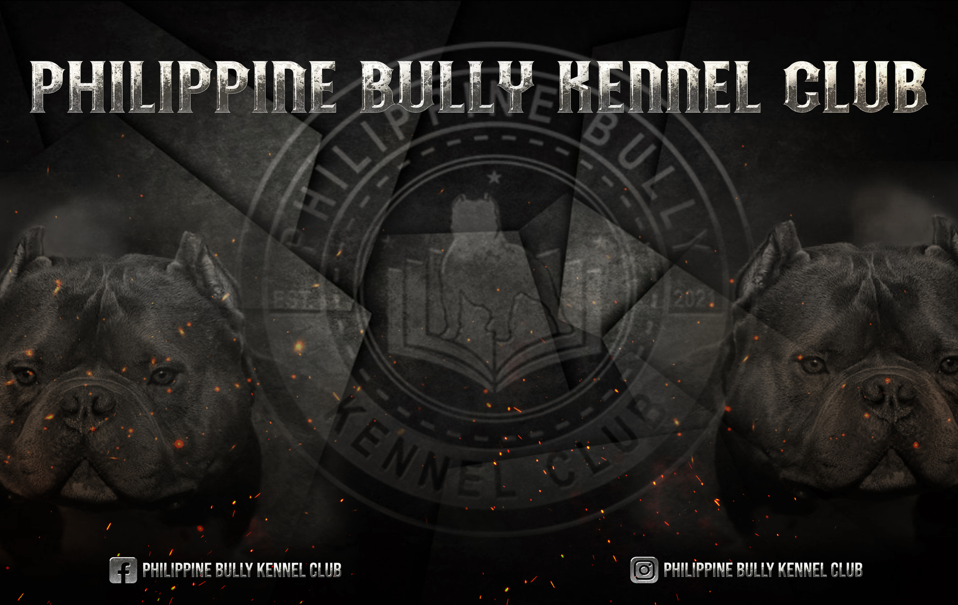 United bully hot sale kennel club
